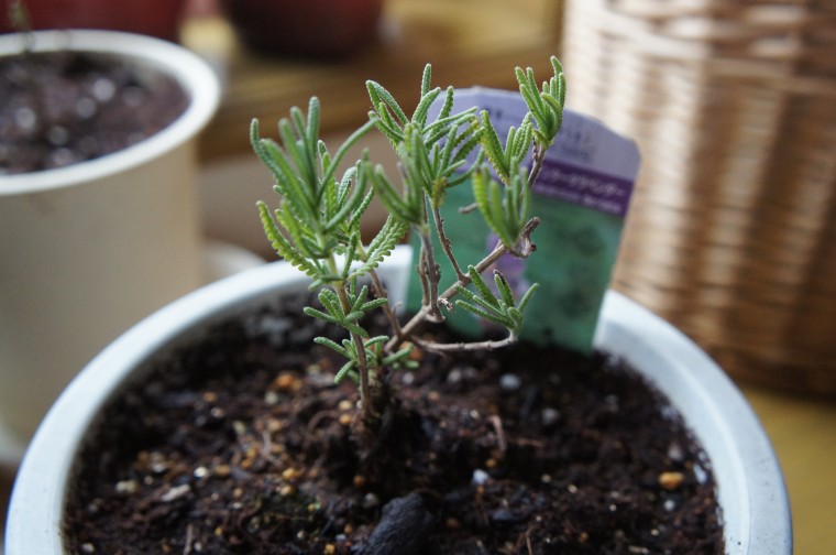 ラベンダー栽培記録 ラベンダーグロッソ地植えから1か月の苗の様子 小さな幸せとナチュラルライフ
