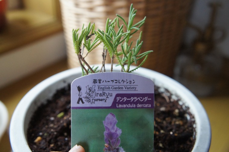 ラベンダー栽培記録 ラベンダーグロッソ地植えから1か月の苗の様子 小さな幸せとナチュラルライフ