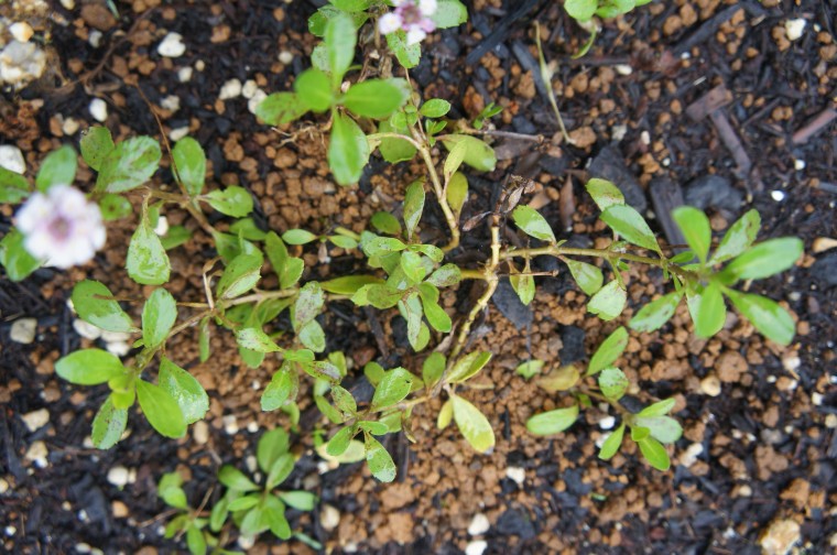 ヒメイワダレソウ定植2週間 葉に茶色い斑点と部分的に枯れてきた原因 小さな幸せとナチュラルライフ