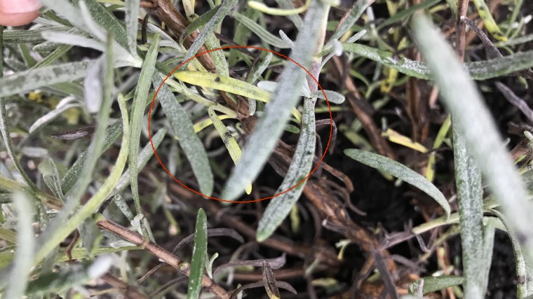 ラベンダー栽培記録 ラベンダーグロッソの葉の茶色 黒い斑点 葉が黄色に変色するのは何故 小さな幸せとナチュラルライフ